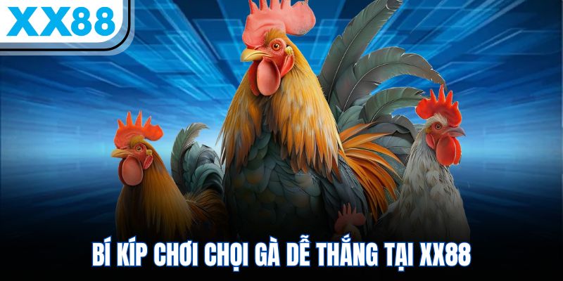 Đá Gà Online XX88 – Đấu Trường Sôi Nổi, Hấp Dẫn Hàng Đầu 3 Bí kíp chơi chọi gà dễ thắng tại XX88